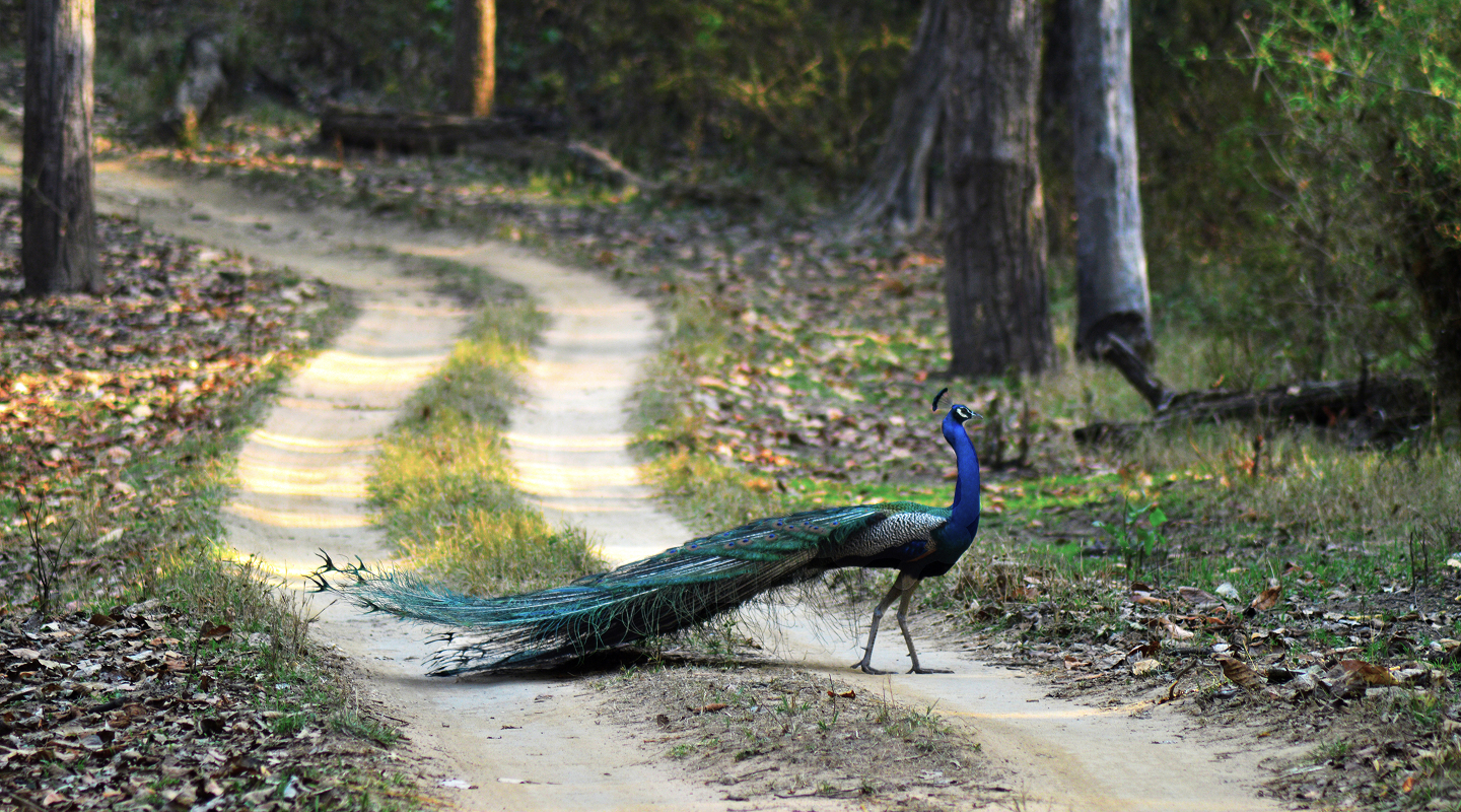 Heart of India Expedition (4)