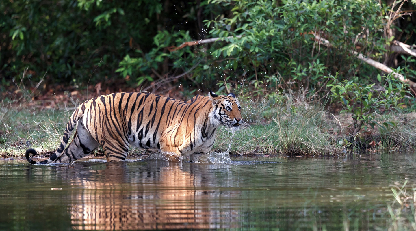 Mosaic of Central India (4)