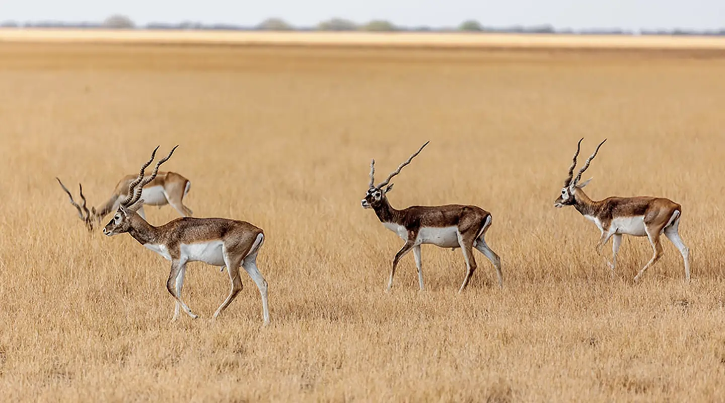 The Wildlife of Gujrat