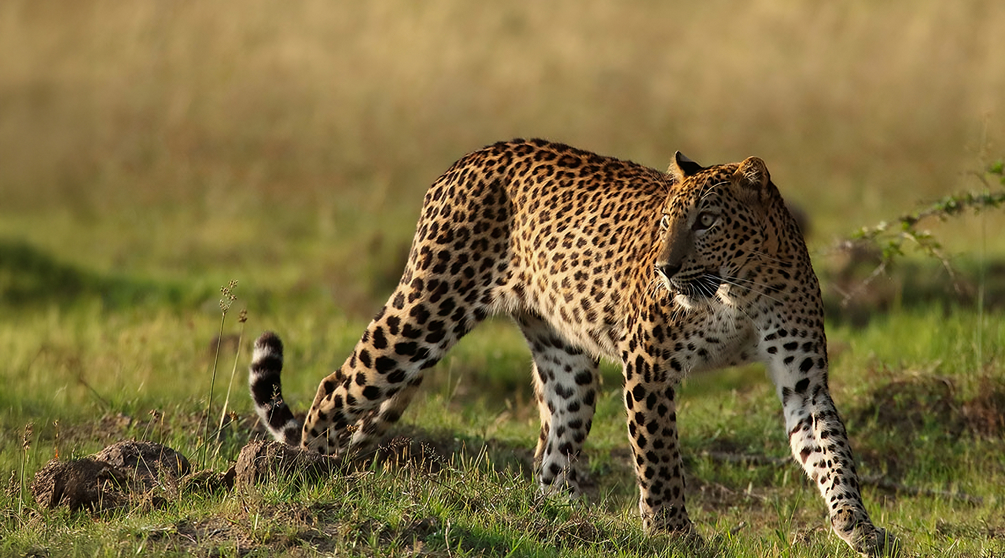 Walkers Tours – Sri Lanka